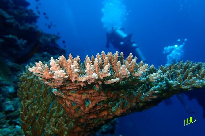 Full-Day Scuba Diving Experience of USAT Liberty in Tulamben - Who should book this experience?