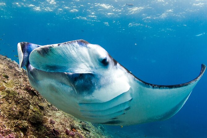 Full-Day Tour in Nusa Penida Island + Snorkeling Experience - The manta-ray portion is the day’s main reason to go