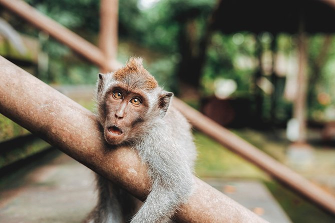 Full day Tour to Best of Ubud with jungle swing - Leaving Seminyak for the Ubud hills