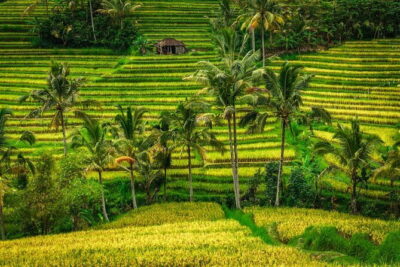 Full Day Tour to Water Temples UNESCO Rice Terraces in Bali