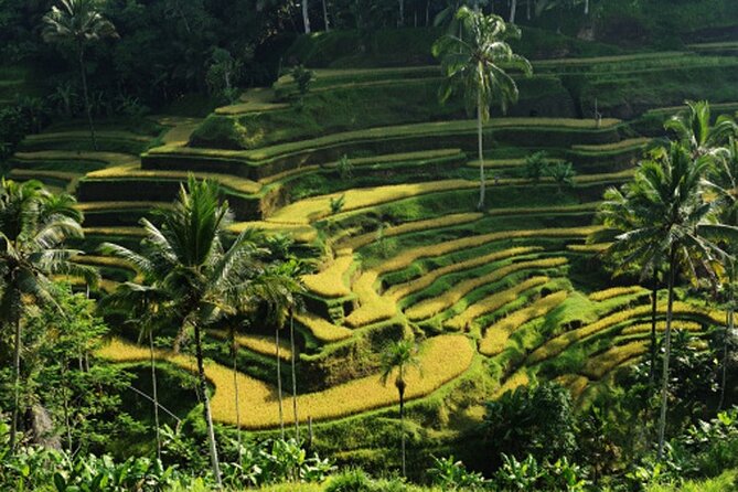 Full Day – Ubud Art Village and Mount Batur Kintamani with Lunch - Walking through the Sacred Monkey Forest Sanctuary