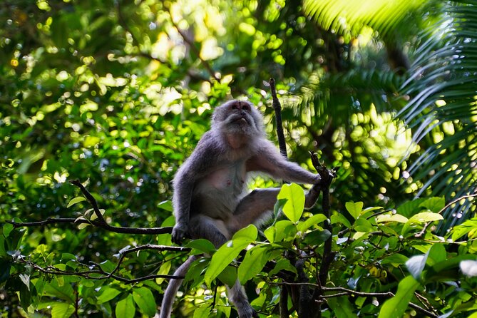 Full Day – Ubud Art Village and Mount Batur Kintamani with Lunch - Tegalalang Rice Terrace and the subak system