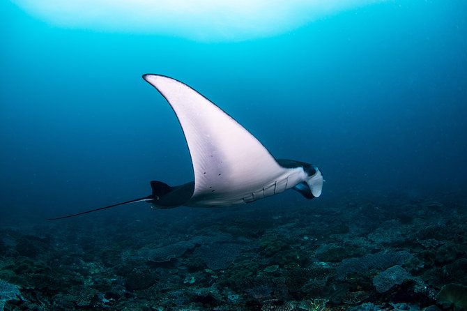 Fun Dive Nusa Penida Bali - For Certified Divers - Key points at a glance