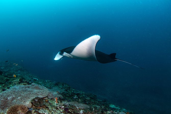 Fun Dive Nusa Penida Bali - For Certified Divers - Why Nusa Penida suits experienced scuba users