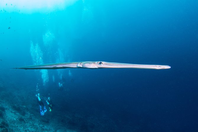 Fun Dive Nusa Penida Bali - For Certified Divers - Manta Point and the chance to see mantas
