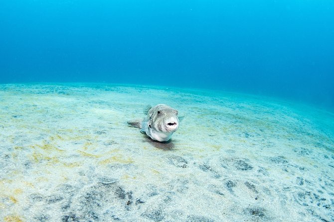 Fun Dive Nusa Penida Bali - For Certified Divers - SD, a northern drift route with a local name