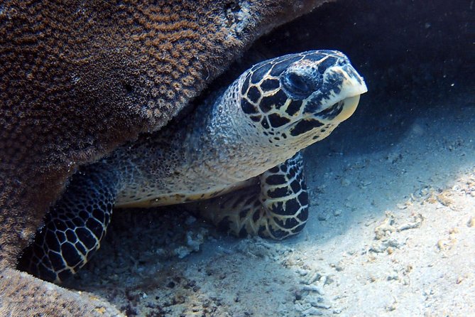 Fun Dive Nusa Penida Bali - For Certified Divers - Guides, safety, and the small-group advantage