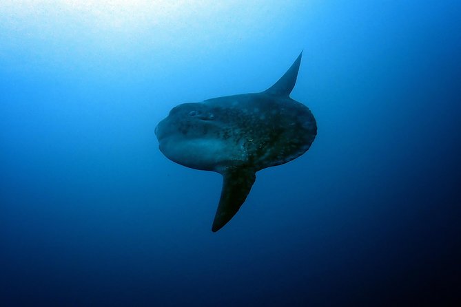 Fun Dive Nusa Penida Bali - For Certified Divers - What the $278.28 price really covers