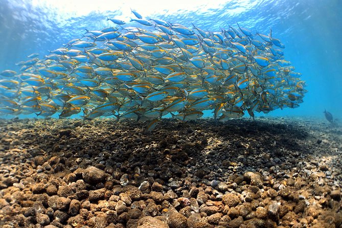 Fun Diving Tulamben Bali - For Certified Divers - Who Should Book This Tulamben Outing?