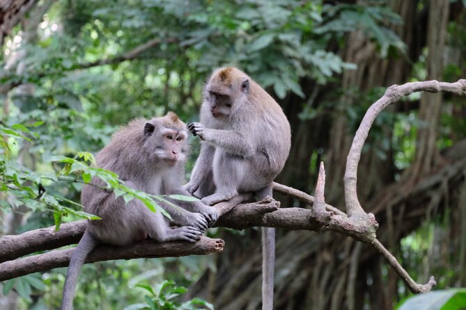 Goa Gajah / Elephant Cave Temple And Ubud Tour - All Inclusive - Tegalalang Rice Terrace and Bali’s Scenic Side