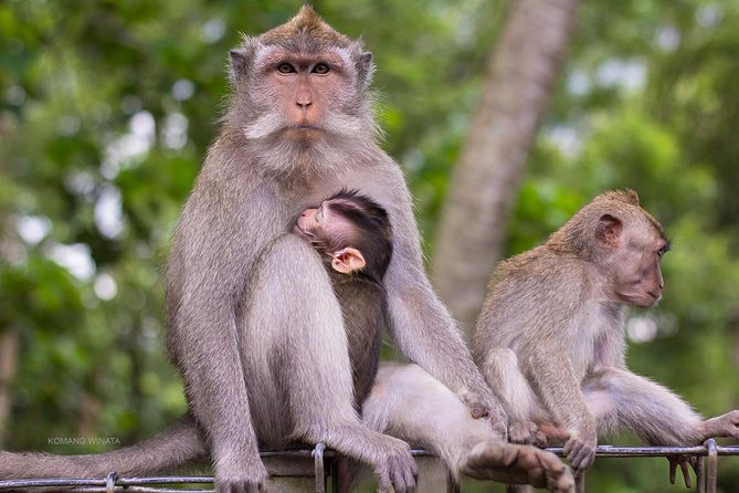 Gorilla Cave ATV Bali Ubud, Monkey Forest, Temple, and Lunch - Door-to-Door Transport and the Long Day