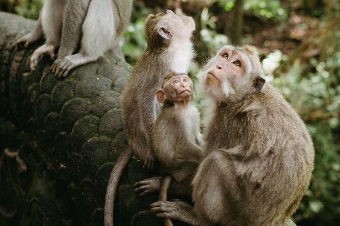 Half Day Private Tour in Ubud - Sacred Monkey Forest: Two Hours Among Macaques and Temples