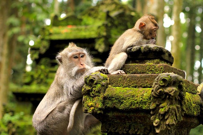 Half Day Ubud Tour: Ubud Unique Spots - Forty-five minutes at the Ubud Traditional Art Market