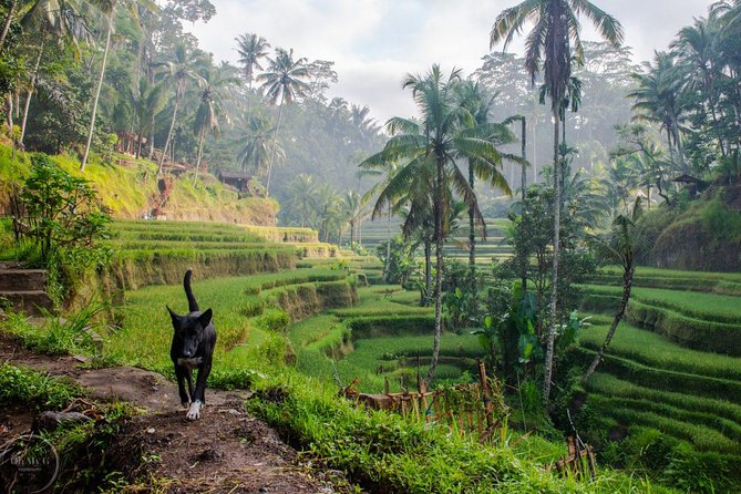 Hire Private Bali Driver - Why a private car makes sense in Bali