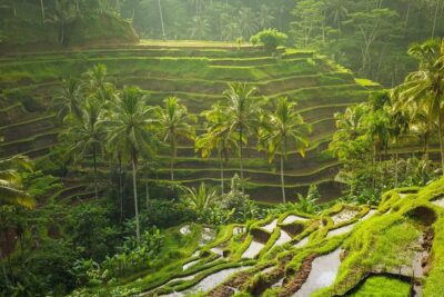 Hire Private Bali Driver