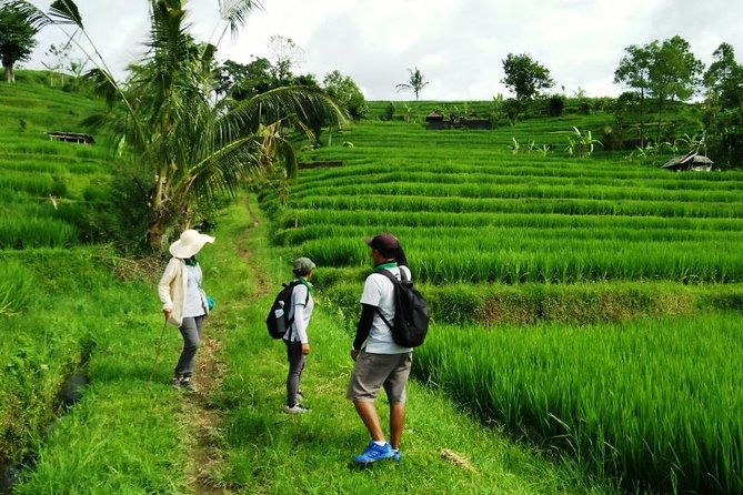 Jatiluwih full day e-bike cycling with lunch & trekking program - What the $88 Price Includes