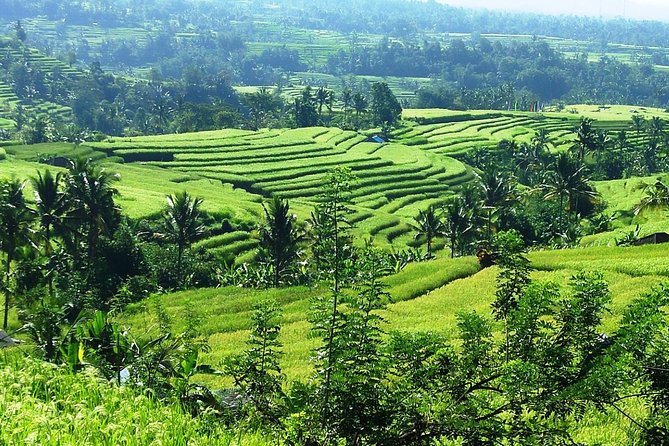 Jatiluwih in detail (1 h. e-bike tour in the rice terraces) - Is one hour enough?
