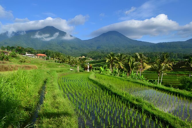 Jatiluwih VW Safari Bali Tour - Volkswagen Classic Car Trip - What the classic VW adds to the day