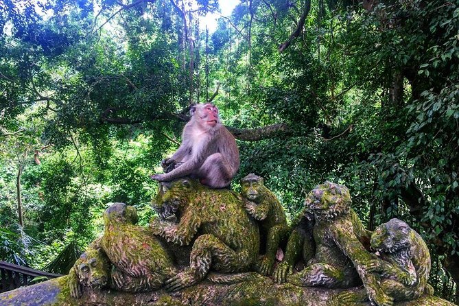 Jungle Swing - Volcano - Water Temple - Monkey Forest and Waterfall Tour - The private car is the tour’s practical advantage