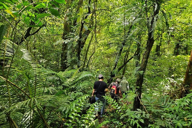 Jungle Trekking at Mt. Batukaru, scenic Waterfall & village life - The long morning drive from Sanur to Mount Batukaru