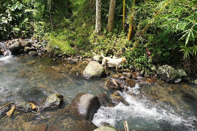 Jungle Trekking at Mt. Batukaru, scenic Waterfall & village life - Rice terraces and the road to village life