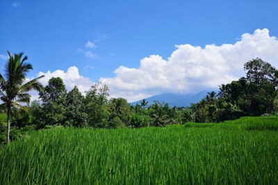 Jungle Trekking at Mt. Batukaru, scenic Waterfall & village life