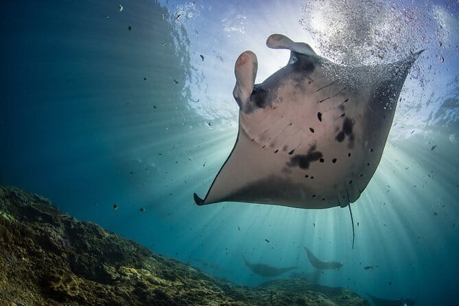 Lembongan Snorkeling at Manta Bay, Crystal Bay and Mangrove - Key points to know before you book
