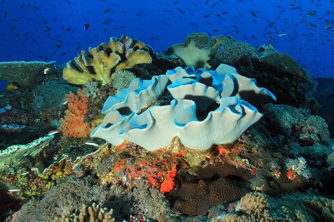 Lembongan Snorkeling at Manta Bay, Crystal Bay and Mangrove - Why this Nusa Lembongan snorkeling trip is worth considering