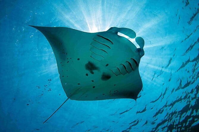 Lembongan Snorkeling at Manta Bay, Crystal Bay and Mangrove - What the included equipment and photos mean