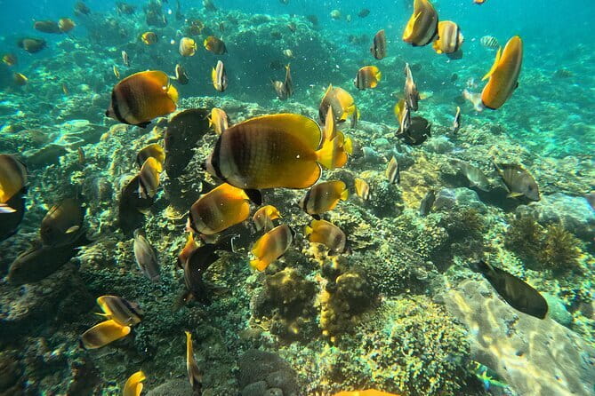 Lembongan Snorkeling at Manta Bay, Crystal Bay and Mangrove - Safety, group size, and comfort