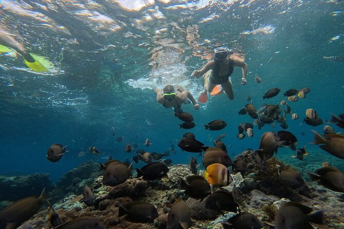Lembongan Snorkeling at Manta Bay, Crystal Bay and Mangrove - Manta Bay and the search for giant rays