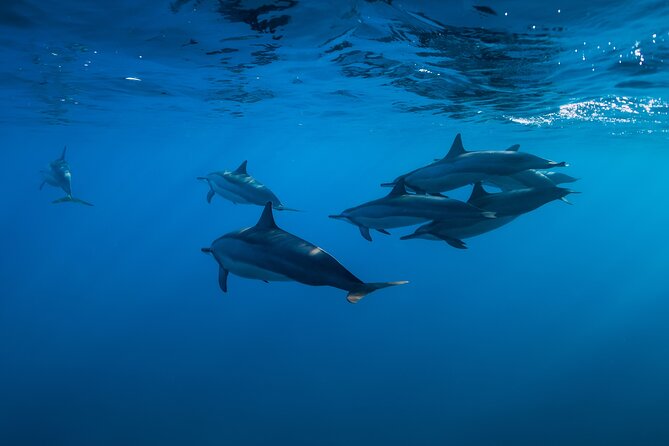 Lovina Dolphin Watching, Swimming, and Snorkeling Experience - The early road to Lovina