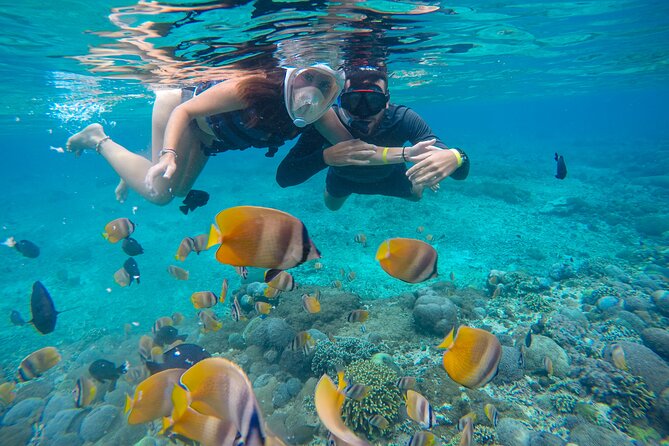 Lovina Dolphin Watching, Swimming, and Snorkeling Experience - What the $34.93 price really covers