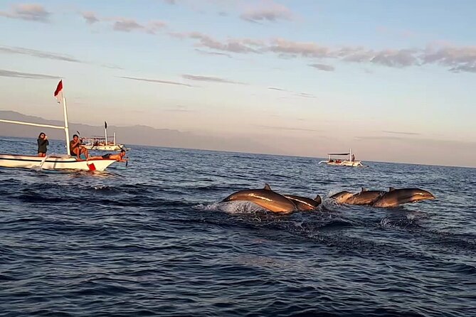 Lovina Sunrise Dolphin with option snorkeling and waterfall - Key points before you book
