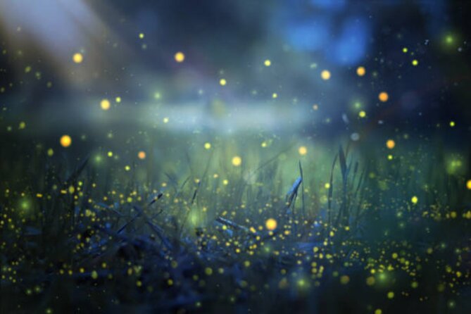 Magical Village Tour & Private Dinner with Fireflies in Bali - Key points to know before you book
