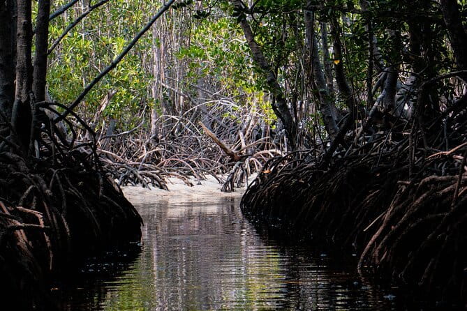 Mangrove Reforestation and Exploration around the Nusa Islands - Why this conservation day feels different