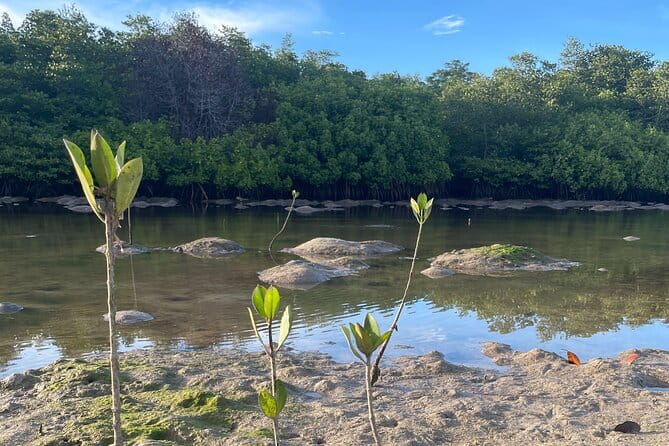 Mangrove Reforestation and Exploration around the Nusa Islands - Seeing Nusa Lembongan and Nusa Ceningan