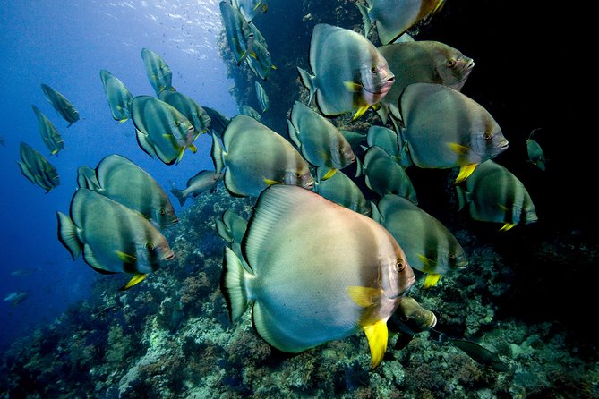 Menjangan island for Certified Scuba Divers full day boat trip, 2 dives + lunch - The second stop: Biorock Pemuteran