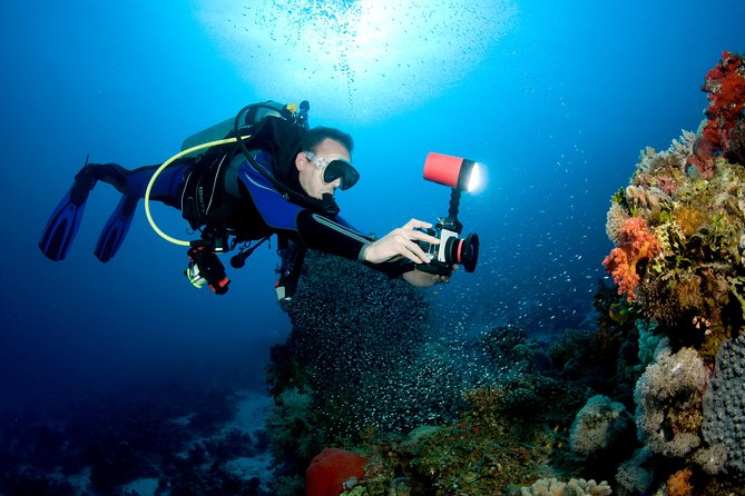 Menjangan island for Certified Scuba Divers full day boat trip, 2 dives + lunch - Marine life: good odds, no promises