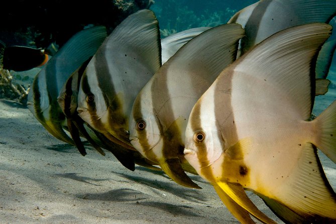Menjangan island snorkeling full day boat trip - Why Menjangan Island is worth the trip