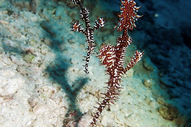Menjangan island snorkeling full day boat trip - Equipment and guide support
