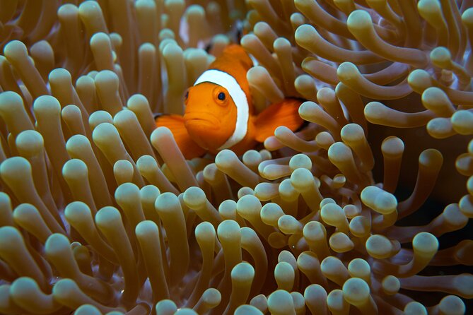 Menjangan island snorkeling full day boat trip - Who will enjoy this most