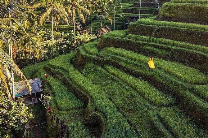 Monkey Forest, Holy Water Temple & Hot Springs Tours - Why this Ubud route works for a first day