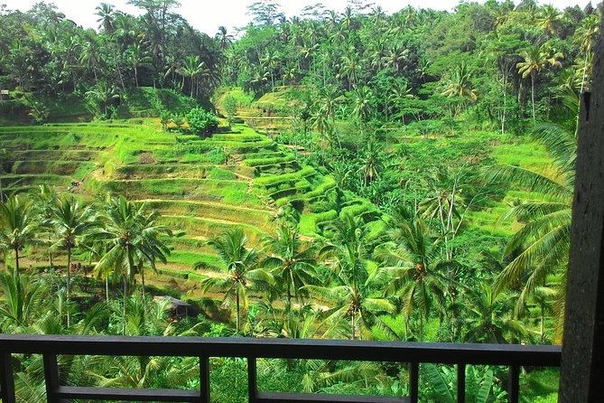 Monkey Forest, Ubud, Waterfall and Rice Terrace - What this private Ubud day is really like