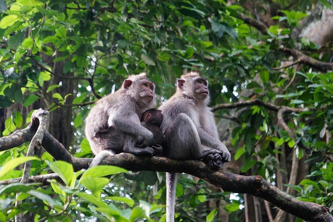 Monkey Forest, Ubud, Waterfall and Rice Terrace - Happy Swing Bali and the final photo stop