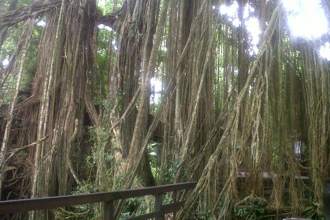 Monkey Forest, Ubud, Waterfall and Rice Terrace - Starting at the Sacred Monkey Forest Sanctuary