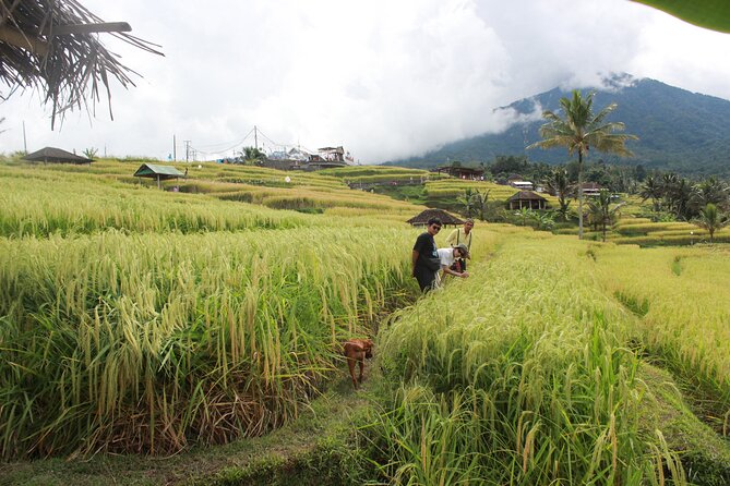 Munduk Private Customized Highlights Tour - Key points before you book