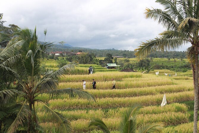 Munduk Private Customized Highlights Tour - Why a private four-stop plan works well