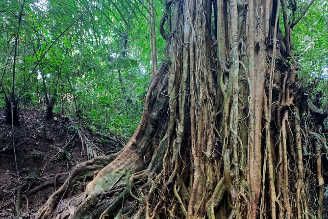 Munduk: Tamblingan jungle trek, waterfall, Ulun Danu temple - Who should book this Munduk tour?