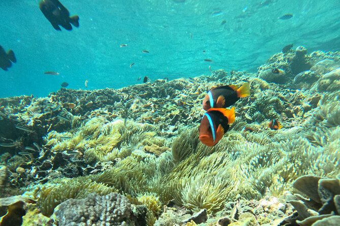 No:#1. Penida Island Tour And Snorkeling With Manta - Who will get the most from this day